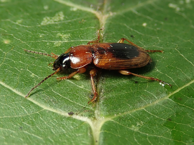 Carabidae: Stenolophus diverso dal solito... S. discophorus